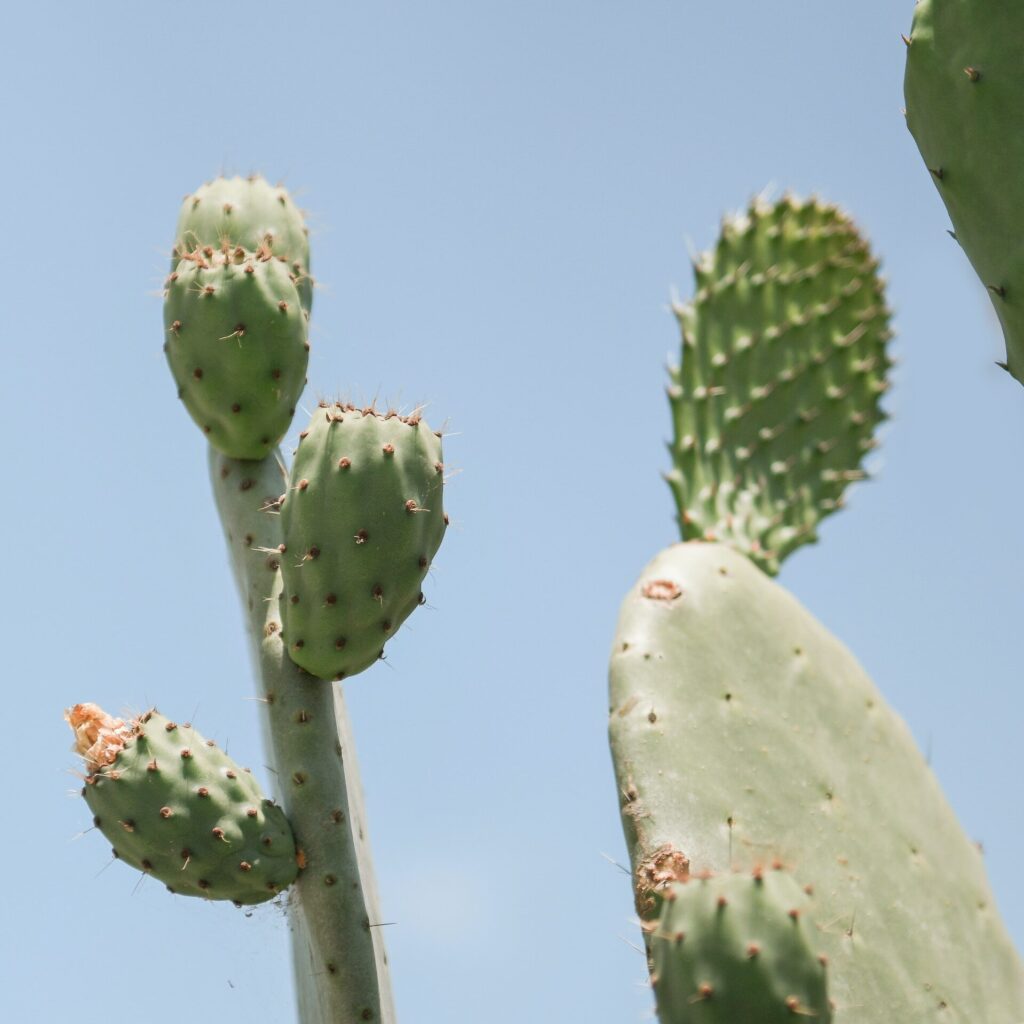 Valley View Arizona Cactus